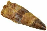 Fossil Spinosaurus Tooth - Real Dinosaur Tooth #311279-1